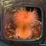 SpongeBob Sea Anemone