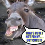 “ That’s Cute !!!”  : ) | THAT’S CUTE !
 NOT FUNNY . . .
BUT CUTE !!! | image tagged in donkey | made w/ Imgflip meme maker