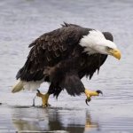 Walking Eagle meme