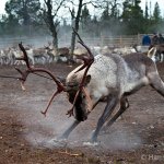 Dangerous Reindeer template