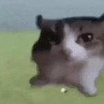 Cat Ra GIF Template