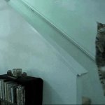 Cat Anubis GIF Template