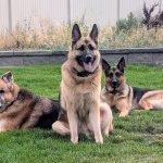 German shepherds