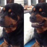 Perro normal perro enojado