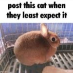 unexpected rabbit