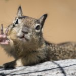 Squirrels for Trump