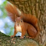 red squirrel