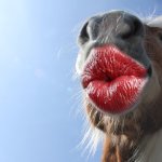 Kissing horse