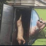 pig juxtaposed on truck