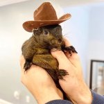 Peanut the squirrel wearing a cowboy hat