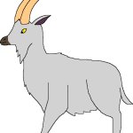 Isla Phanero's Goat (Male)