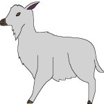 Isla Phanero's Goat (Female)