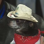 Yeehaw chihuahua cowboy dog