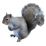 Squirrell