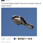 This Bird Keeps Itself In The Air By Sheer Force of Anger Alone