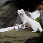 Surprised Stoat