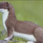 Stoat seeing the future