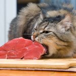 Cat and a piece of meat