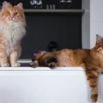 Cats on kitchen counter