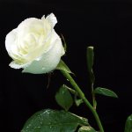 Rosa de guadalupe