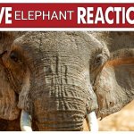 Live Elephant Reaction | ELEPHANT | image tagged in live reaction,elephant | made w/ Imgflip meme maker