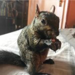 Peanut The Squirrel