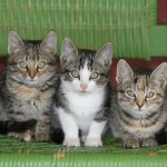 Kittens in chair