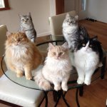 Cats on table