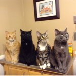 Cats on kitchen counter