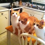 Cats on table