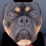 COCO Bad dog