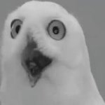 Shocked owl GIF Template