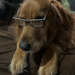 Dog glasses