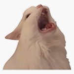 Screaming cat template