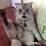 Cat reaction after loosing his balls