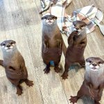 Otters