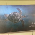 Turtle TV