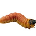 maggot meme