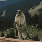 Beaver toe | WHEN YOU STUB YOUR TOE | image tagged in gifs,yelling,beaver,beavers,toes | made w/ Imgflip video-to-gif maker