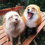 Two foxes