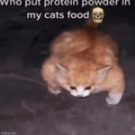 cat was fed with too much catnip
