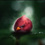 Realistic angry birds