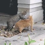 Tigerstar vs Firestar GIF Template