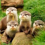 otters