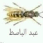 Arabic bee