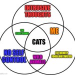 I think I hit the nail on the head. | INTRUSIVE THOUGHTS; ME; THE CLASS CLOWN; CATS; NO SELF CONTROL; EXTREMELY FOOD-MOTIVATED; WILD ANIMALS | image tagged in venn diagram,memes,funny,cats | made w/ Imgflip meme maker