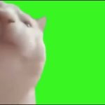 cat vibing GIF Template