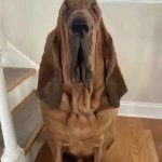 Cursed Bloodhound