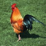 my massive, juicy, oily, sweaty, delicious cock