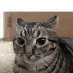 Cat with dilated pupils